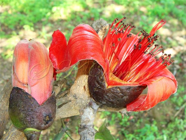  Flower and Floral bud